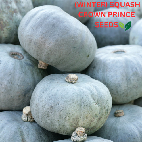 Winter squash crown prince - winter,