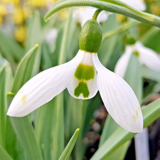 5 GIANT SNOWDROP PLANTS -