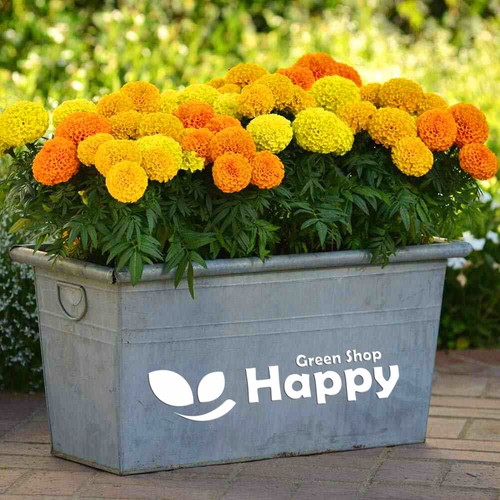 African marigold sierra mix - african,