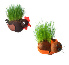 Grow a Hairy Pussy or Cock