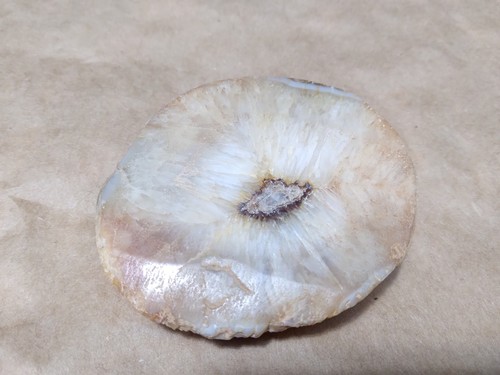 Agatized whale bone - agatized, fossilized