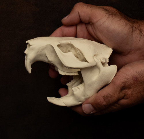 Beaver skull replica - beaver,
