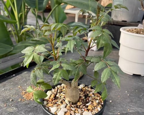 7cm rare plant - rare, bursera