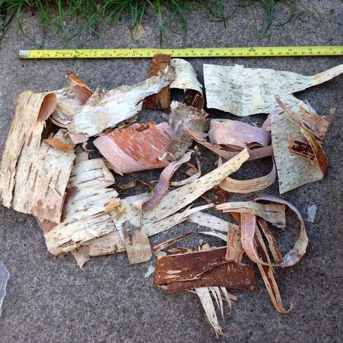 Silver birch bark - , crafts