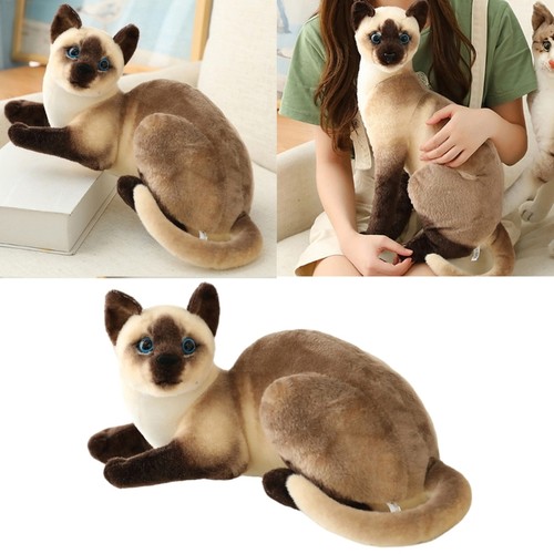 Lovely siamese cats - lovely, plush