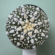 Rare Plant Astrophytum