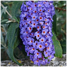 Buddleia davidii 'Empire Blue'