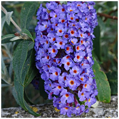 Buddleia davidii empire - davidii, 'empire