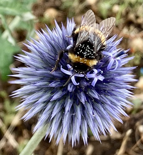 Echinops ritro seeds x30 - ritro,