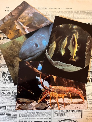 Bundle sealife centre - x4,
