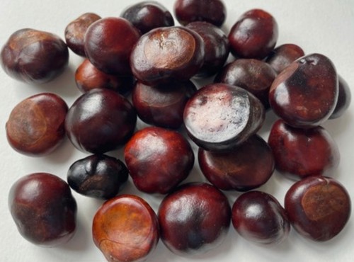 100 conkers horse - 100, x