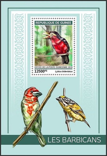 Double toothed barbet tropical - double-toothed,