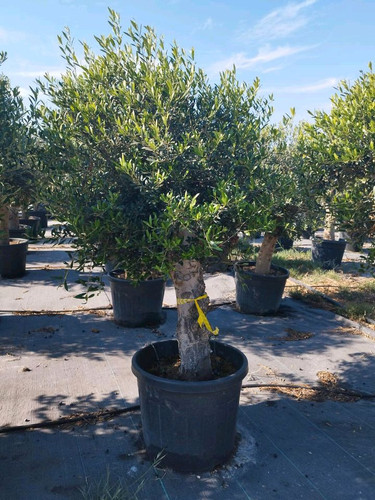 Gnarled olive trees ft - gnarled,