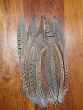 30 COCK PHEASANT TAIL FEATHERS