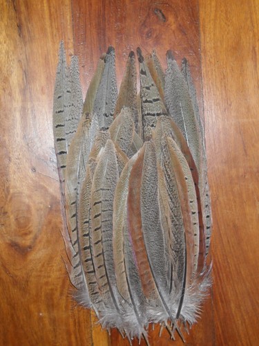 Cock pheasant tail - pheasant, feathers