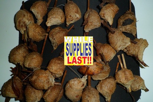 25g herbs sang piao xiao - herbs,
