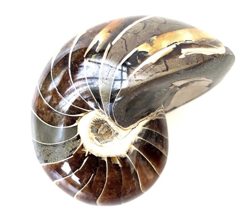 Quality fossil nautilus well - quality,