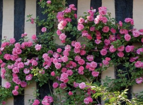Thornless climbing rose - thornless,