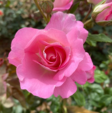DEAREST HELEN  - Pink Hybrid
