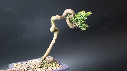 Yew bonsai tree - bonsai, penjing