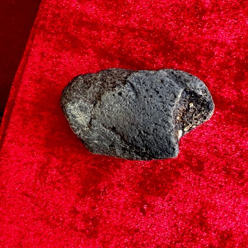 Nice iguanodon fossil dinosaur - iguanodon,