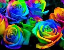 25X Rare Multi-Colours Rainbow Rose Flower Seeds Garden Plant