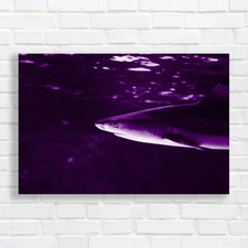 Tropical Sea Fish Lone Shark