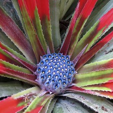 Hardy bromeliad fascicularia - bromeliad, 'fascicularia