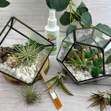 Air Plant Terrarium Kit with
