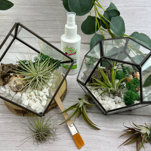 Air plant terrarium kit with - terrarium,
