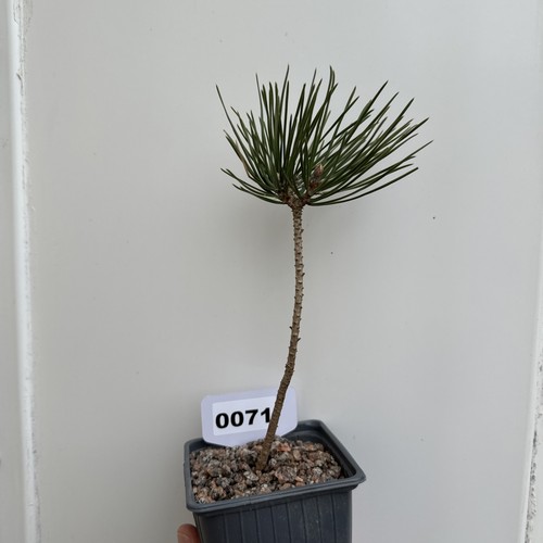 Japanese black pine pinus - japanese, (pinus
