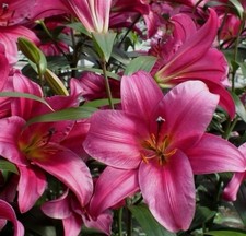 4 x Lily Purple Prince Bulbs -