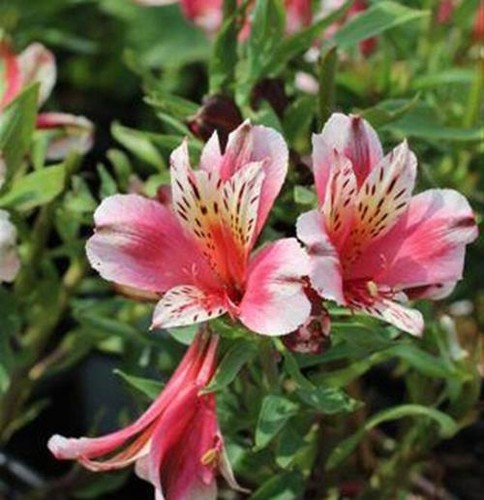Alstroemeria inca sweety - inca,