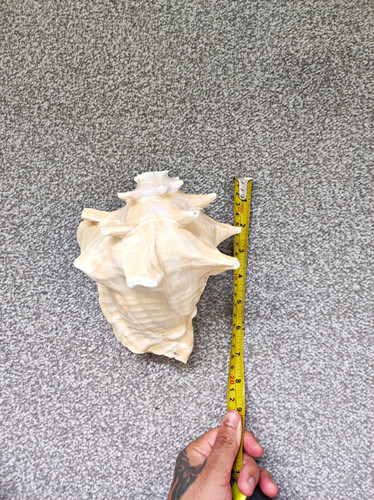 Large natural polished conch - natural,