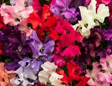  60 seeds Winter Sweet Pea