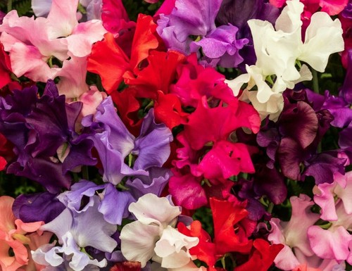 Seeds winter sweet pea - ,
