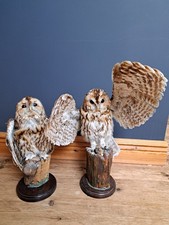 Taxidermy Owls  Set Of 2
