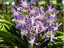 Rare Vandachostylis Lou Sneary Blue orchid plant  FS , not in bloom , mounted