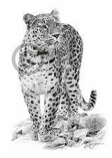 PERSIAN LEOPARD pencil drawing
