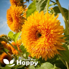 DWARF SUNFLOWER - TEDDY BEAR -