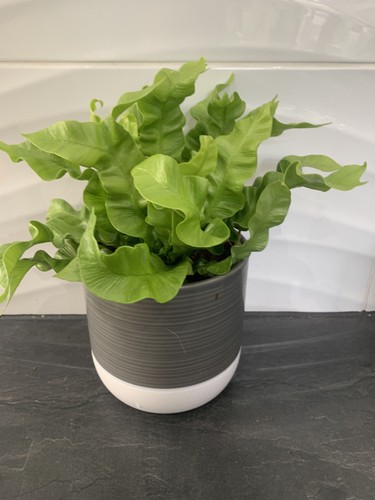Houseplant asplenium nidus - asplenium,