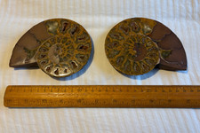 Large 13cm (at widest) Natural