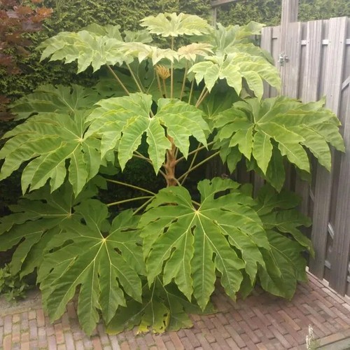 Tetrapanax papyrifer rex rice - papyrifer,