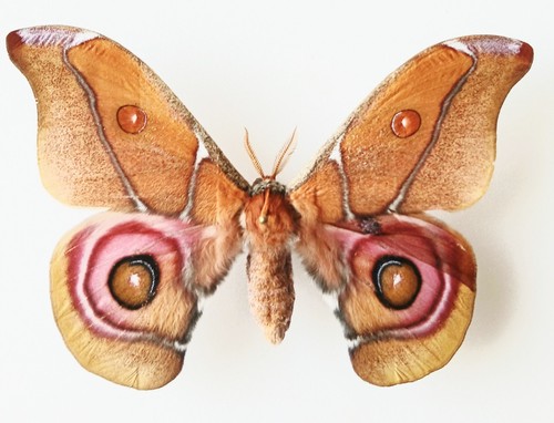 Antherina suraka male silk - male,