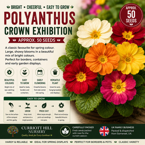 Polyanthus crown exhibition - polyanthus,