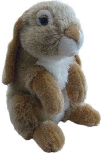 Lop eared rabbit teddy - eared,
