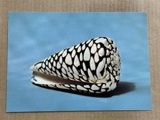 Postcard Marbled Cone Sea