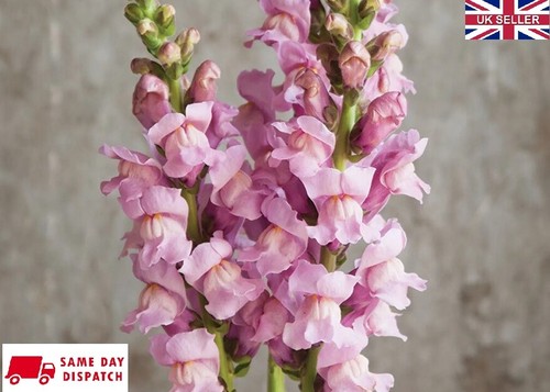 Antirrhinum potomac lavender - antirrhinum,