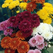 Garden mum mix - 200 SEEDS - Chrysanthemum indicum - Perennial LONG FLOWERING