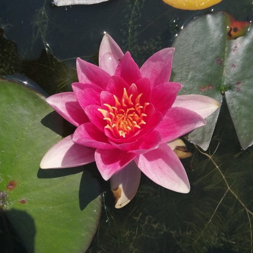 Nymphaea rene gerard water - nymphaea,